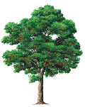 Arbre erable
